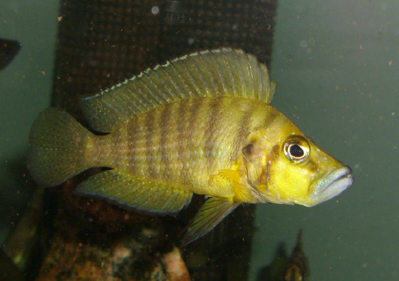 Altolamprologus compressiceps 'Mutondwe Island'